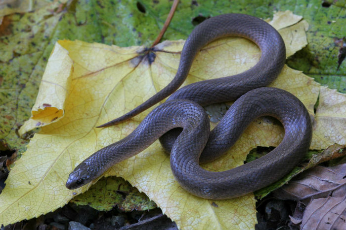 Smooth Earth Snake